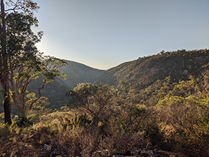 Kalamunda trees